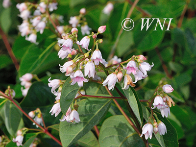 Apocynum androsaemifolium spreading dogbane